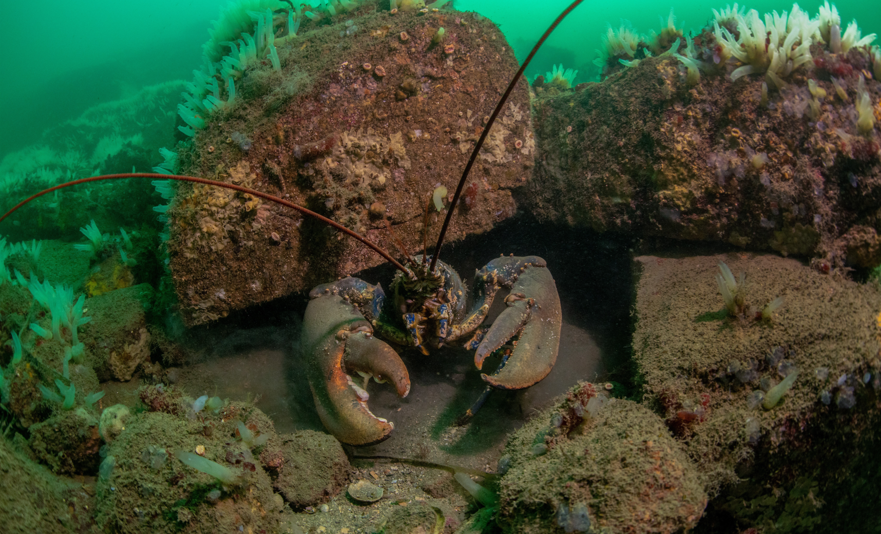 A huge lobster found during a dive in Ireland with Atlantic Scuba Adventures