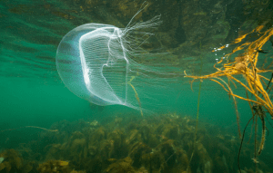 A jellyfish spotted on a snorkel in Galway
