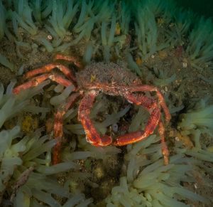 a huge spider crab seen on a dive with Atlantic Scuba Adventures in Galway