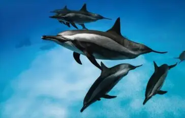 Atlantic Scuba Adventures Dolphins