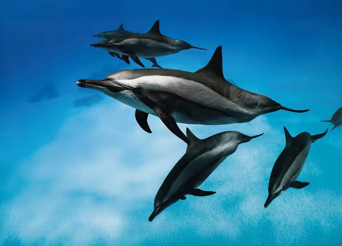 Atlantic Scuba Adventures Dolphins