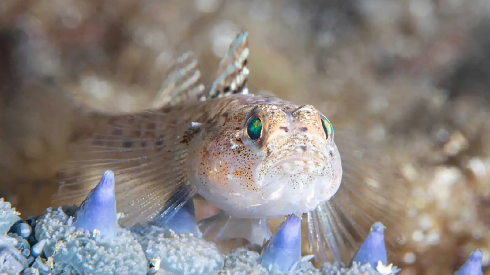 Atlantic Scuba Adventures, Fish Under Water, Among Coral
