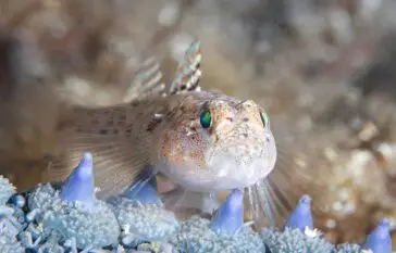 Atlantic Scuba Adventures, Fish Under Water, Among Coral