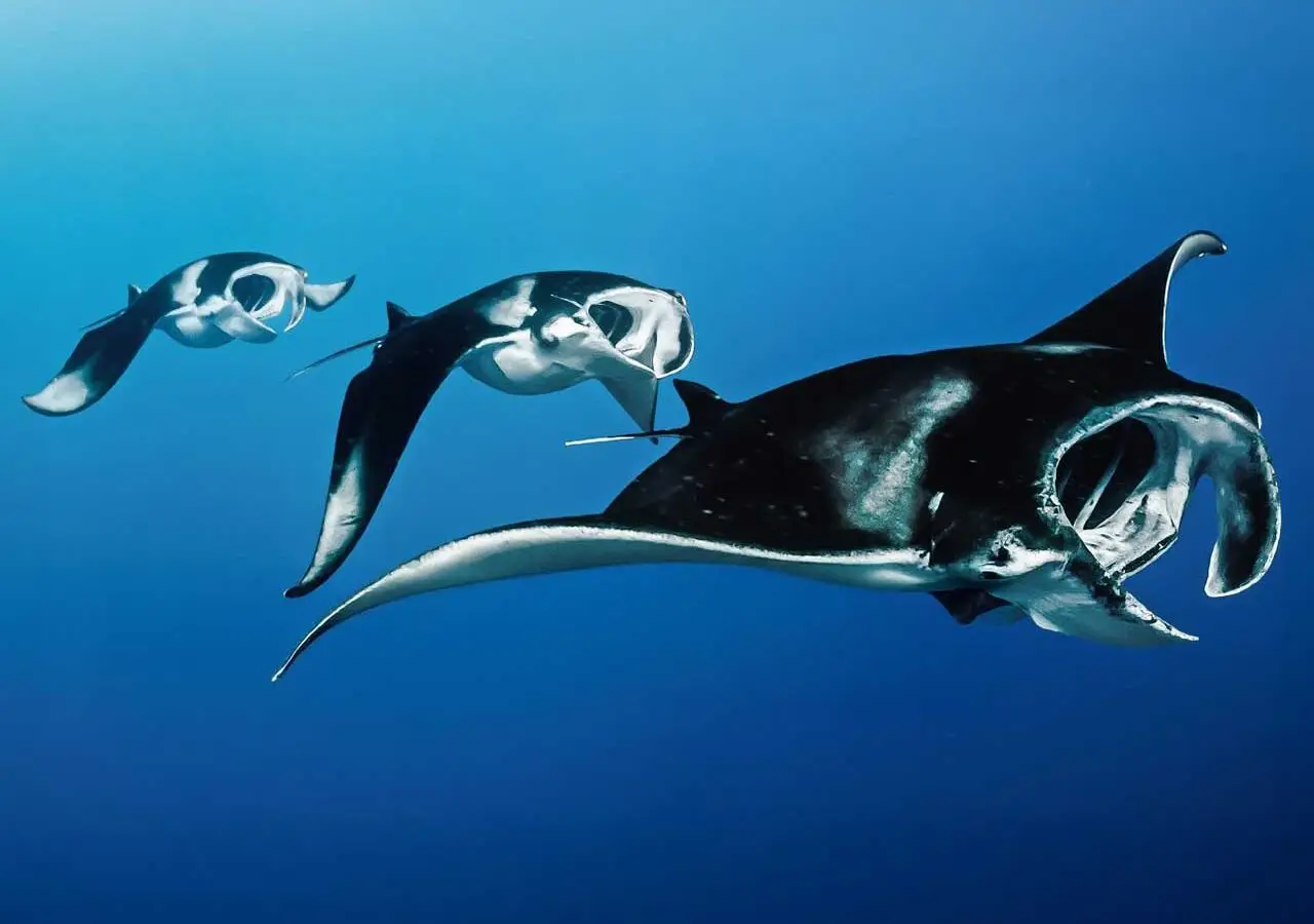 Atlantic Scuba Adventures, Manta Fish