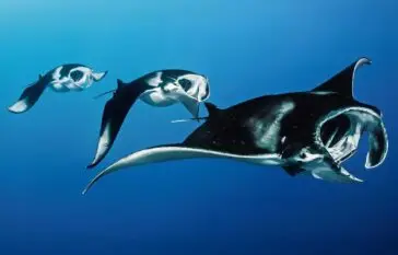 Atlantic Scuba Adventures, Manta Fish