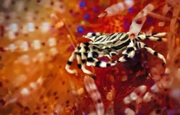 Atlantic Scuba Adventures, Marine Invertebrate