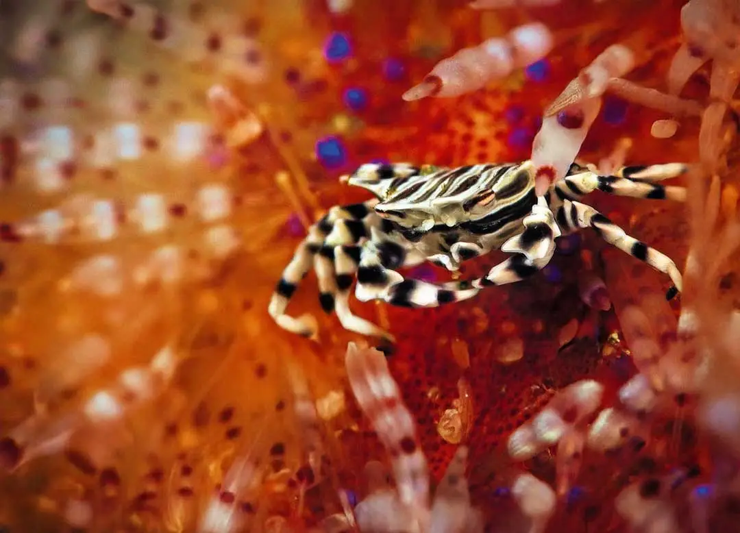 Atlantic Scuba Adventures, Marine Invertebrate