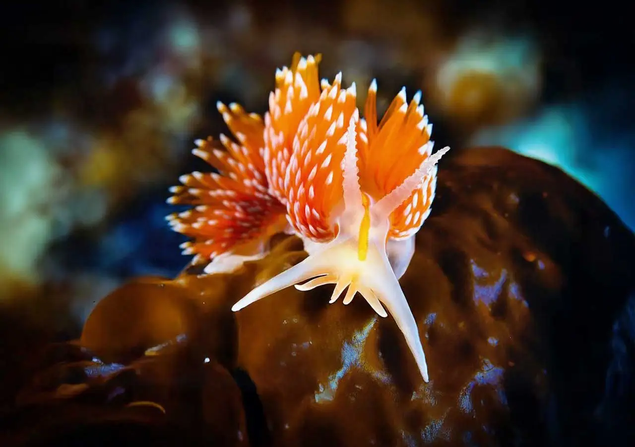 Atlantic Scuba Adventures, Nudibranch