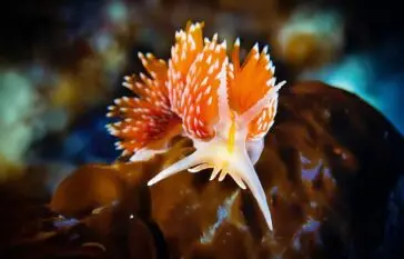 Atlantic Scuba Adventures, Nudibranch