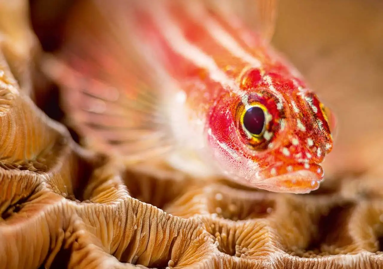 Atlantic Scuba Adventures, Orange Fish Among Coral