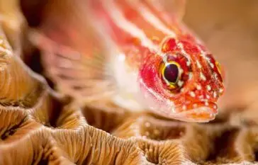 Atlantic Scuba Adventures, Orange Fish Among Coral