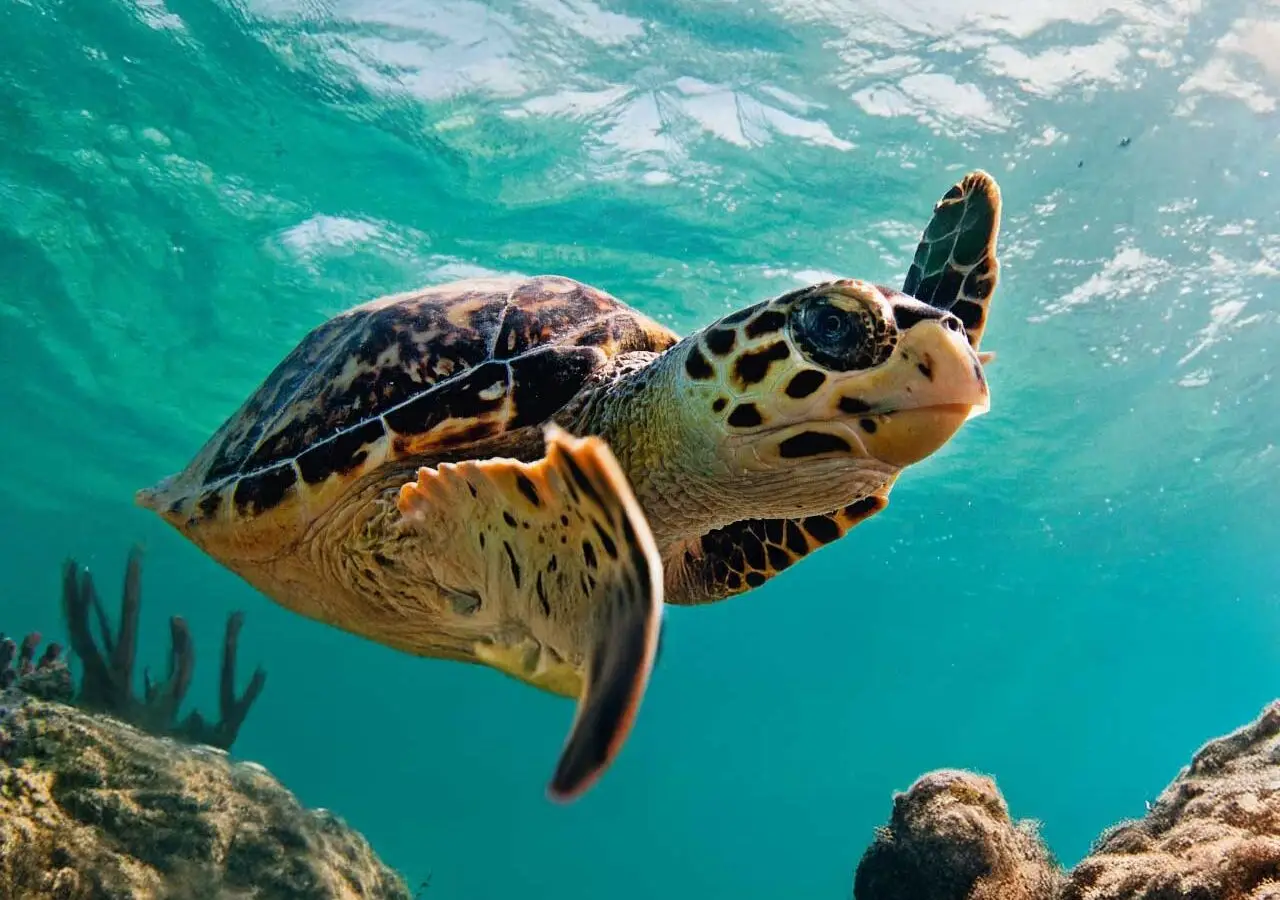 Atlantic Scuba Adventures, Sea Turtle