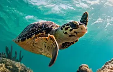 Atlantic Scuba Adventures, Sea Turtle