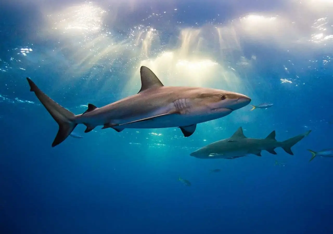 Atlantic Scuba Adventures, Sharks