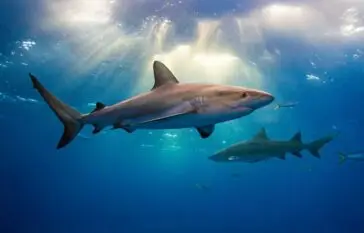 Atlantic Scuba Adventures, Sharks