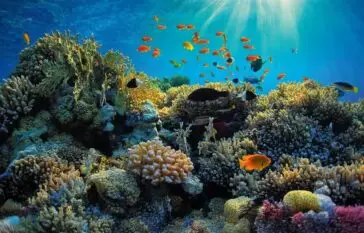 Atlantic Scuba Adventures Under Water Coral