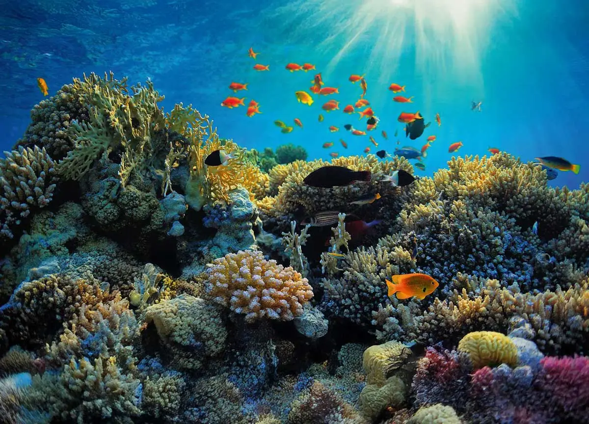 Atlantic Scuba Adventures Under Water Coral