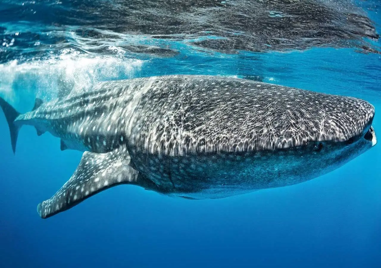 Atlantic Scuba Adventures Whale Shark
