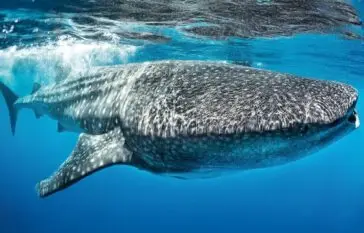 Atlantic Scuba Adventures Whale Shark