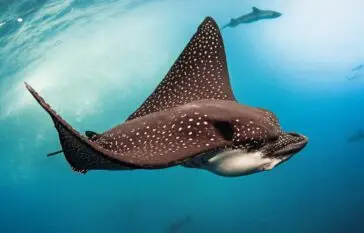 Atlantic Scuba Adventures, Winged Fish Underwater