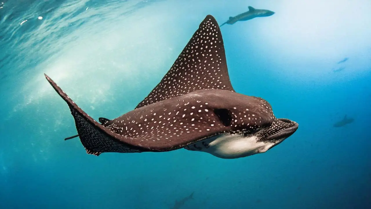 Atlantic Scuba Adventures, Winged Fish Underwater
