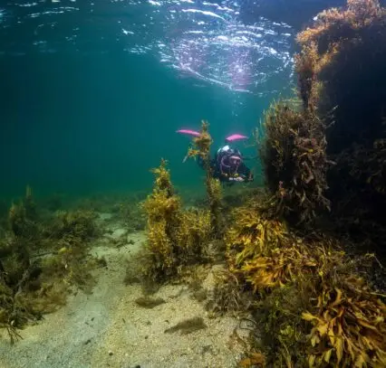 Advanced diving Atlantic Scuba Adventures Connemara