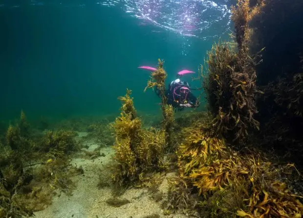 Advanced diving Atlantic Scuba Adventures Connemara