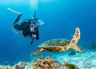 Atlantic Scuba Adventures Diver under water with sea turtle