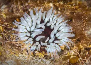 Dalia Anemone, Atlantic Scuba Adventures