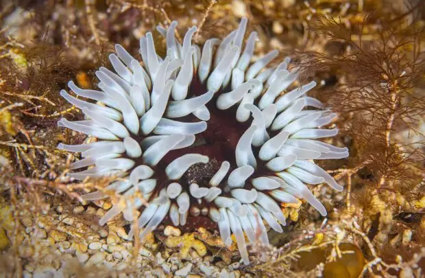 Dalia Anemone, Atlantic Scuba Adventures