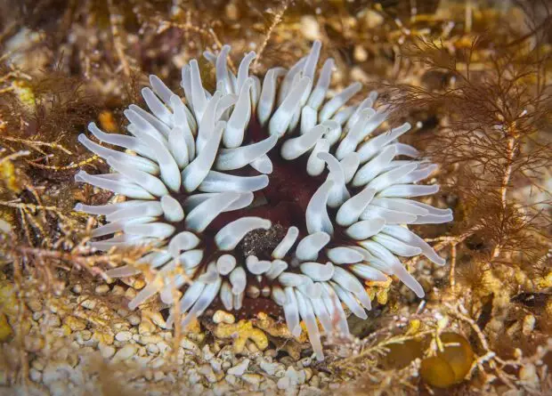 Dalia Anemone, Atlantic Scuba Adventures