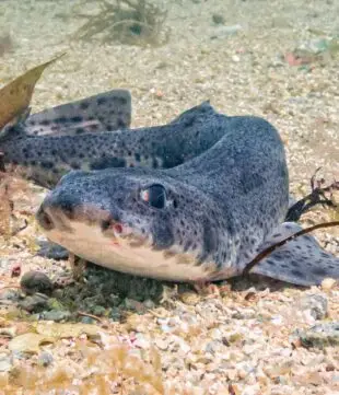 Dive with Atlantic Scuba Adventures, shark.
