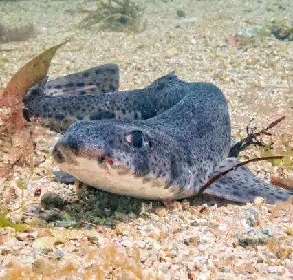 Dive with Atlantic Scuba Adventures, shark.
