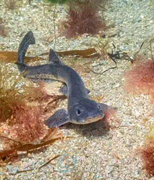 Dive with Atlantic Scuba Adventures, shark.