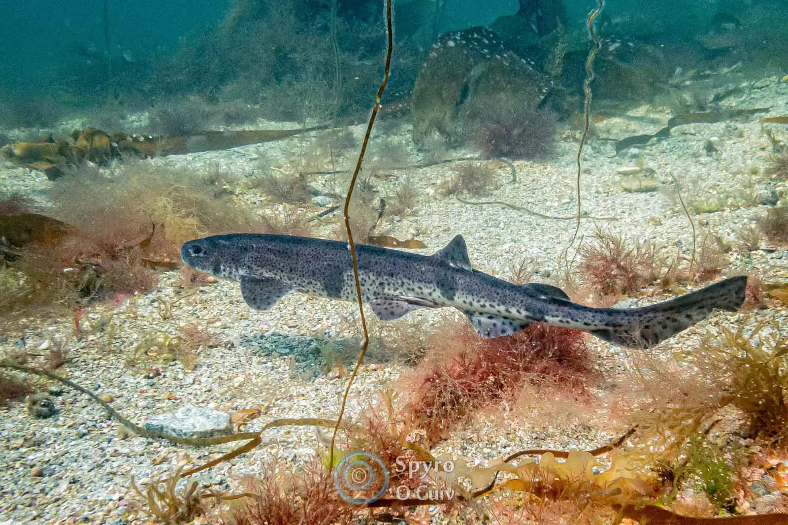 Dive with Atlantic Scuba Adventures and explore marine life.