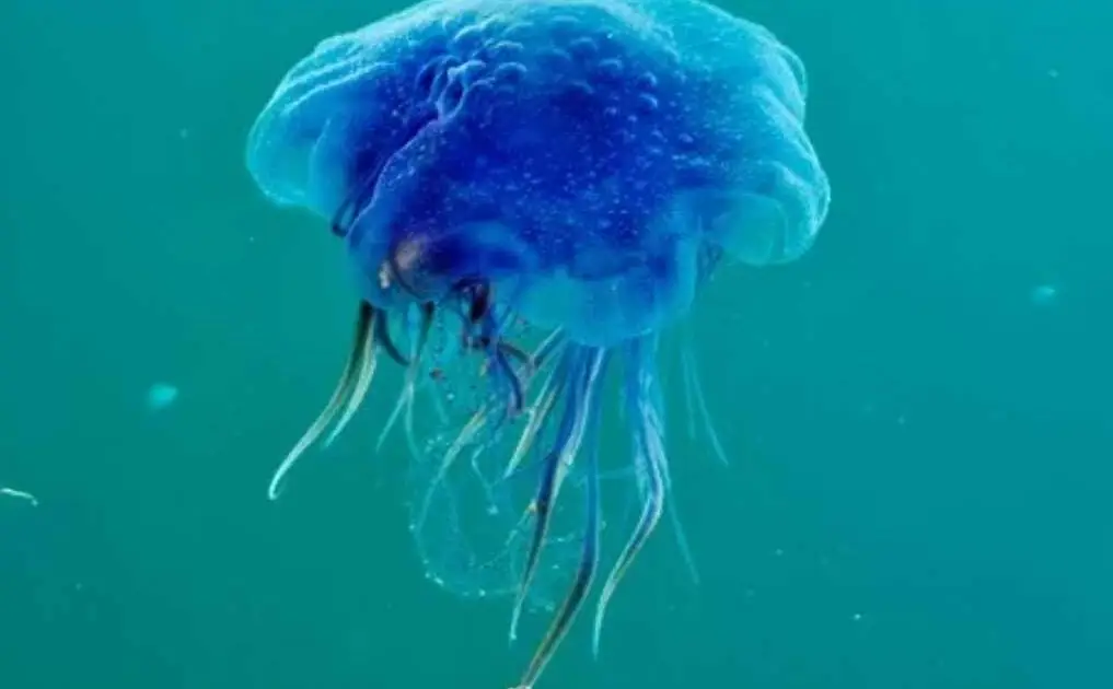 Blue Jellyfish.