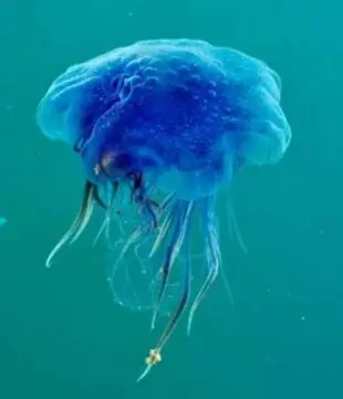 Blue Jellyfish.