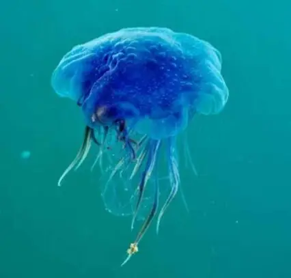 Blue Jellyfish.
