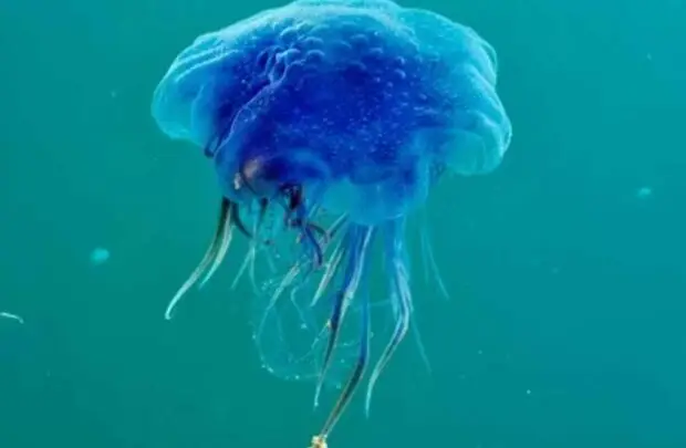 Blue Jellyfish.
