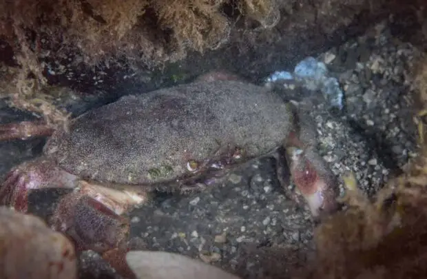 Brown Crab.