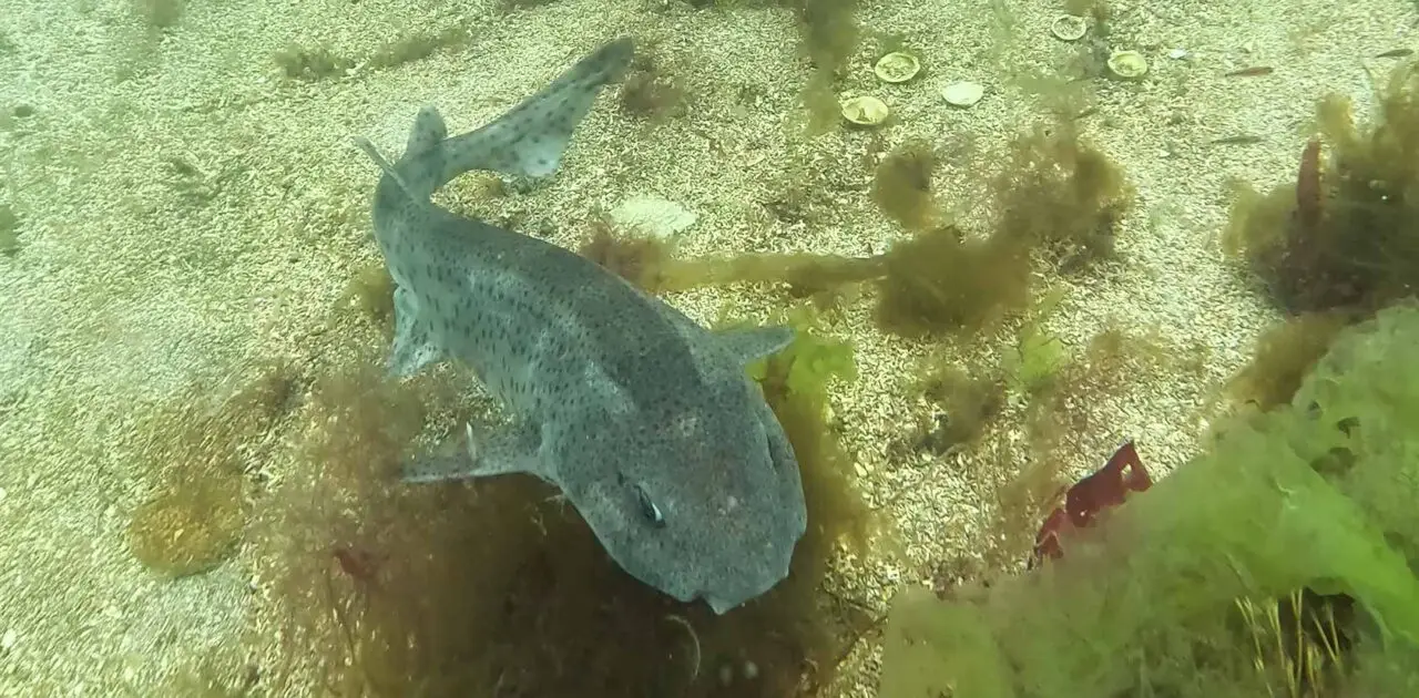 Bull huss shark, Nursehound.