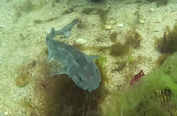 Bull huss shark, Nursehound.
