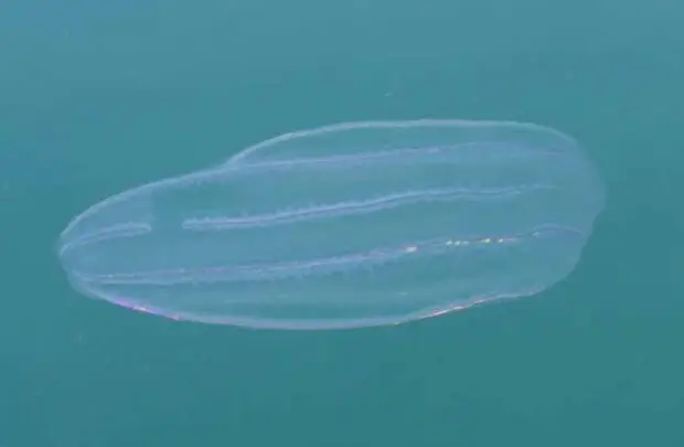Comb Jellyfish.