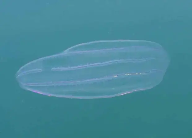 Comb Jellyfish.