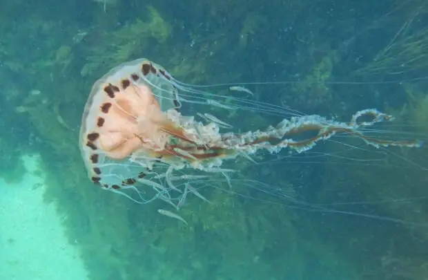 Compass Jellyfish.