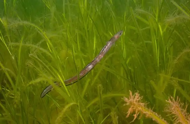 Eel.