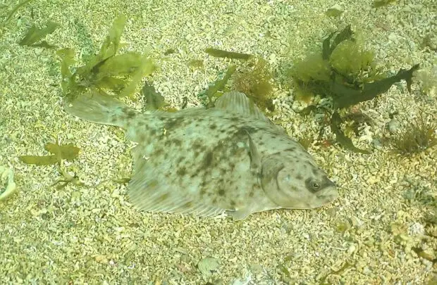 Flounder.