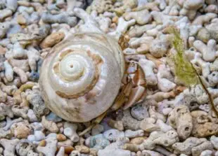 Hermit Crab.