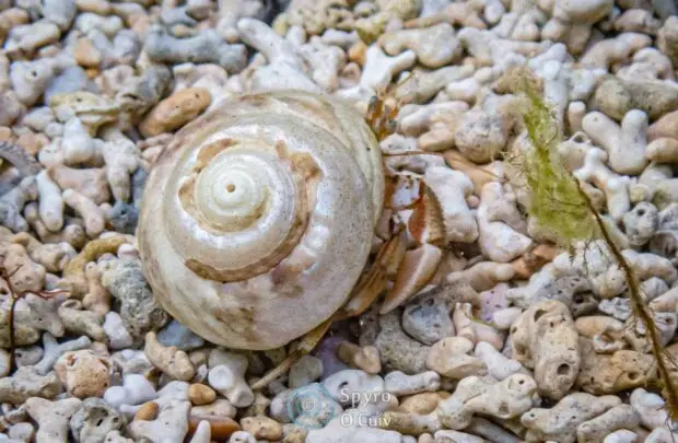 Hermit Crab.