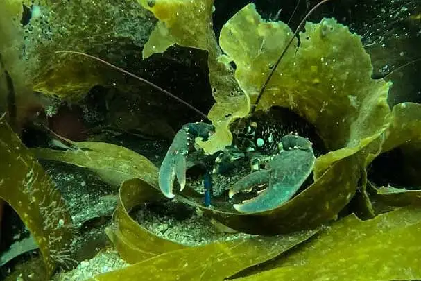 Lobster.